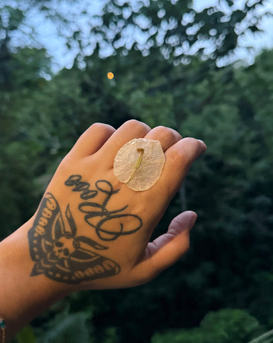 Sortija D’ trinitaria blanca