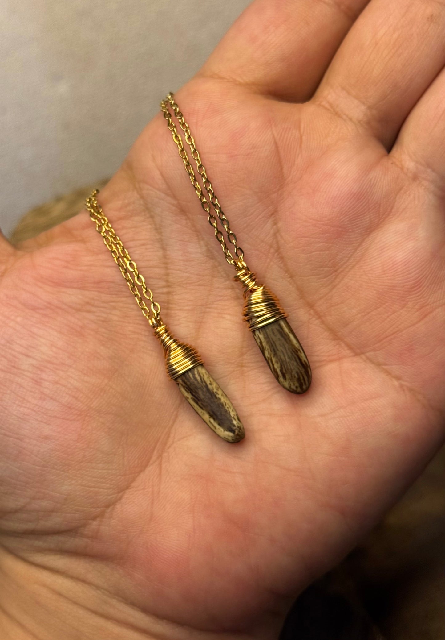 Semilla de flamboyan boricua